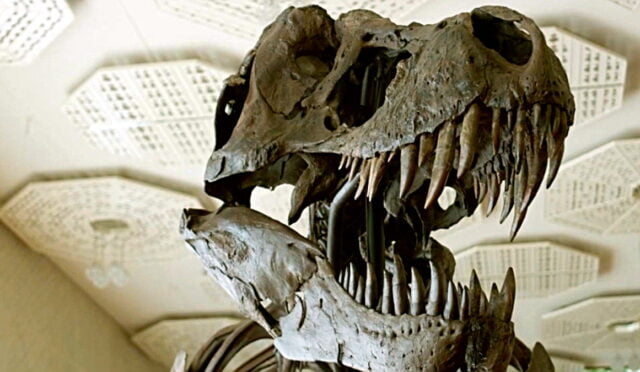 11 Metrelik Dev T-Rex İskeleti, Milyonlarca Dolara Satıldı (Yok Bir Hayalimiz Falan)