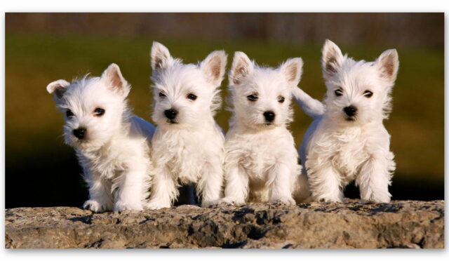 Onlarca Farklı Cinsi ile Yüzlerce Yıldır Bizimle Olan Terrier Köpeklerin 8 İlginç Özelliği