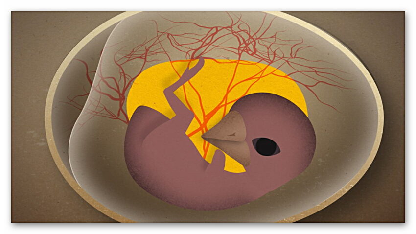 Göbek Bağı Olmayan Civcivler, Yumurtalarının İçindeyken Nefes Almayı Nasıl Başarır?