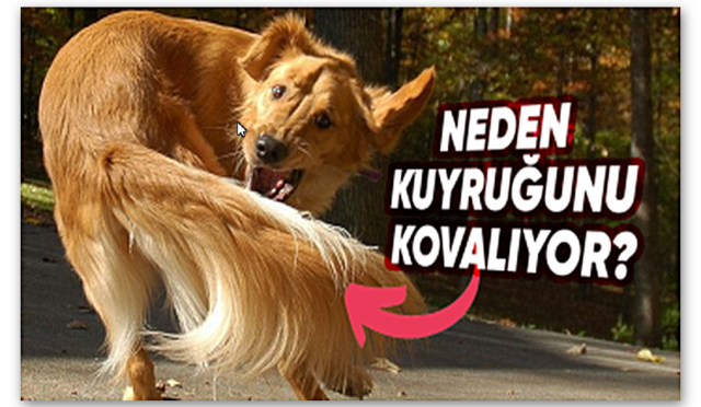 Köpekler Neden Kuyruklarını Dakikalarca Hiç Durmadan Kovalarlar? Sebepleri Sizi Epey Şaşırtacak!