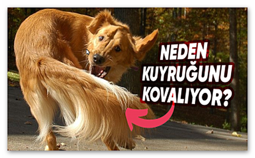 Köpekler Neden Kuyruklarını Dakikalarca Hiç Durmadan Kovalarlar? Sebepleri Sizi Epey Şaşırtacak!